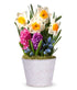 Deluxe Daffodil Sunshine Bulb Garden - ROSE GARDEN