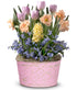 Perfect Pastel Spring Bulb Garden - ROSE GARDEN