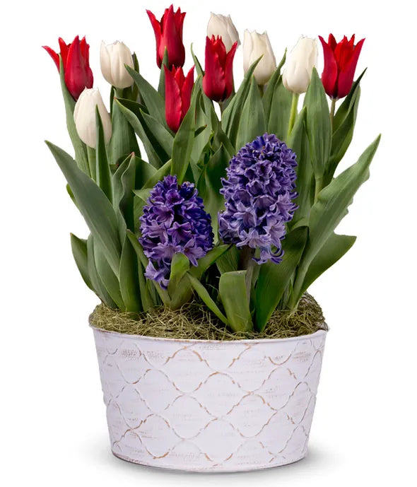 Red, White, &amp; Blue Tulip Bulb Garden - ROSE GARDEN