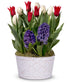 Red, White, & Blue Tulip Bulb Garden - ROSE GARDEN