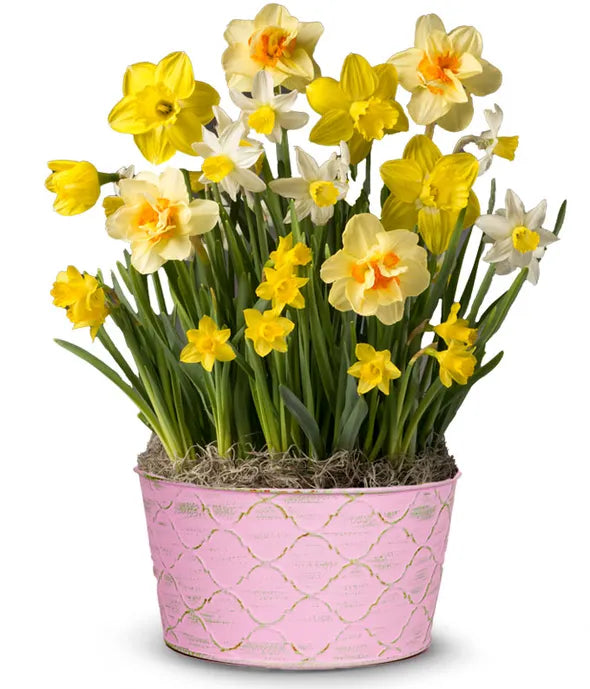 Spring Daffodils Bulb Garden - ROSE GARDEN