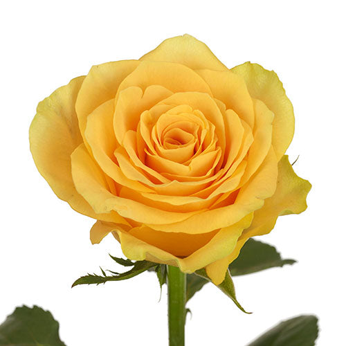 Floral Harmony - ROSE GARDEN
